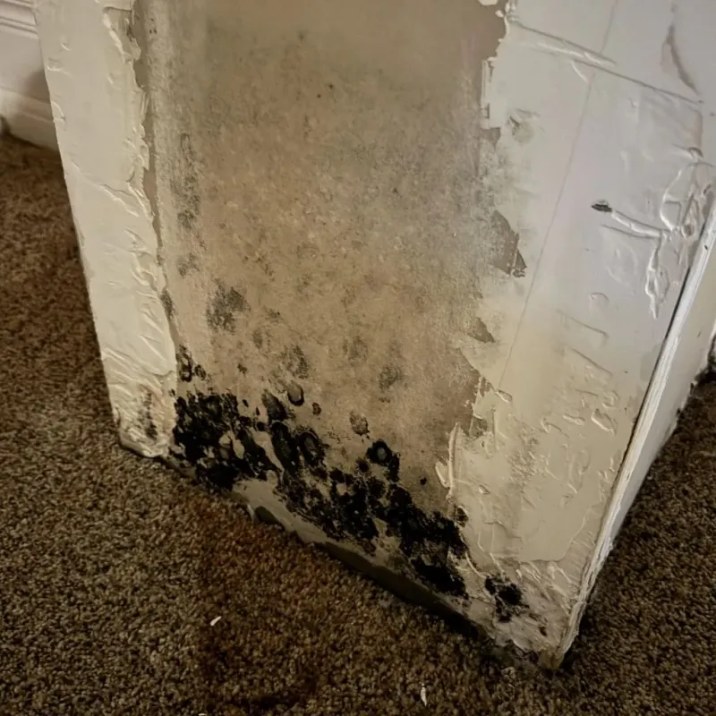 Professional Mold Removal in Lewisburg, WV